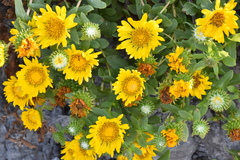 Grindelia stricta angustifolia