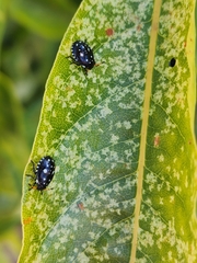 Pseudapines geminata