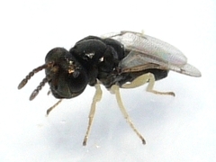 Pteromalidae