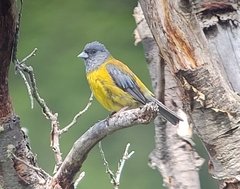 Phrygilus patagonicus