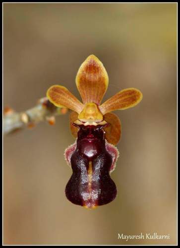 Cottonia