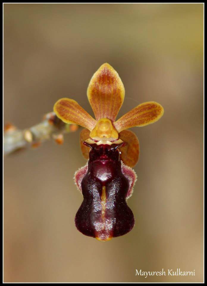 Cottonia