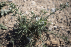 Johnstonella angustifolia