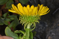 Grindelia stricta angustifolia