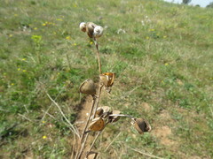 Helianthemum ledifolium
