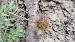 Acaena ovalifolia