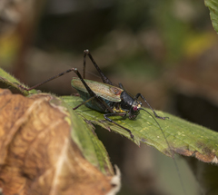 Stenophyllia modesta