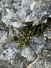Tortella tortuosa