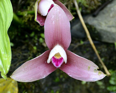 Lycaste