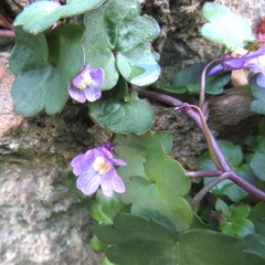 Cymbalaria muralis