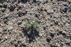 Johnstonella angustifolia