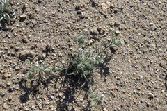 Johnstonella angustifolia