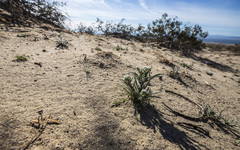 Johnstonella angustifolia