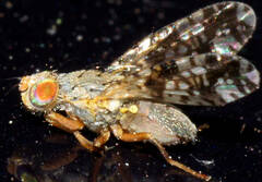 Austrotephritis poenia