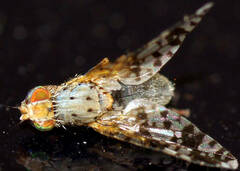 Austrotephritis poenia