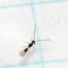 Diparidae