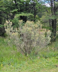 Chiliotrichum diffusum