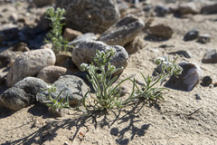 Johnstonella angustifolia
