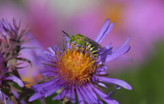 Agapostemon