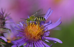 Agapostemon