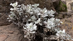 Eriogonum crocatum