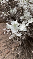 Eriogonum crocatum