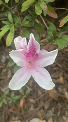 Rhododendron indicum