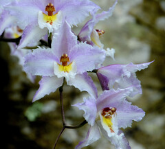 Oncidium alexandrae