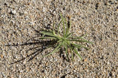 Johnstonella angustifolia