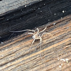 Protolophus singularis