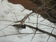 Junco hyemalis