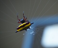 Gasteracantha fornicata