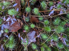 Polytrichum commune