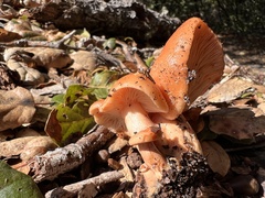 Lactarius rubidus