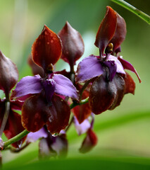 Cyrtochilum orgyale