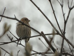 Haemorhous mexicanus