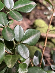 Triphasia trifolia