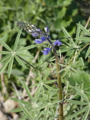 Lupinus sparsiflorus