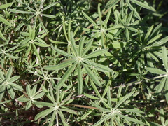 Lupinus sparsiflorus