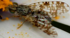 Austrotephritis poenia