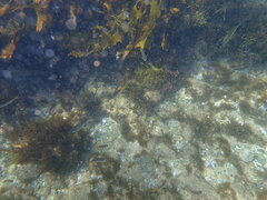 Atypichthys strigatus