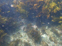 Atypichthys strigatus