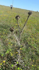 Onopordum illyricum illyricum