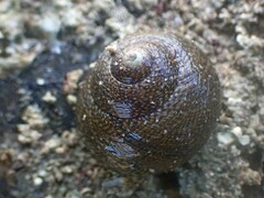 Chlorodiloma odontis