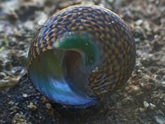 Chlorodiloma odontis