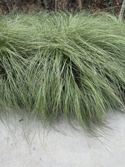Muhlenbergia rigens