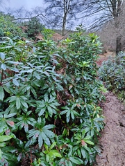 Rhododendron ponticum