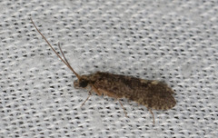 Ecnomidae