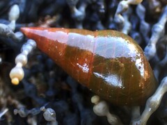 Phasianotrochus eximius