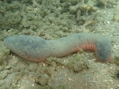 Holothuria edulis